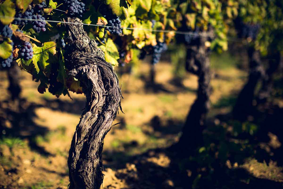 Berritta - Crushed Wines