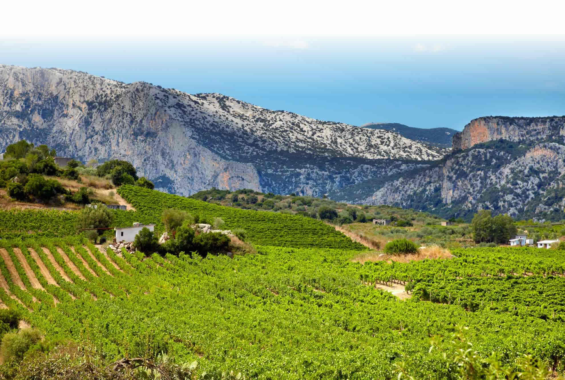 FRAM - Crushed Wines