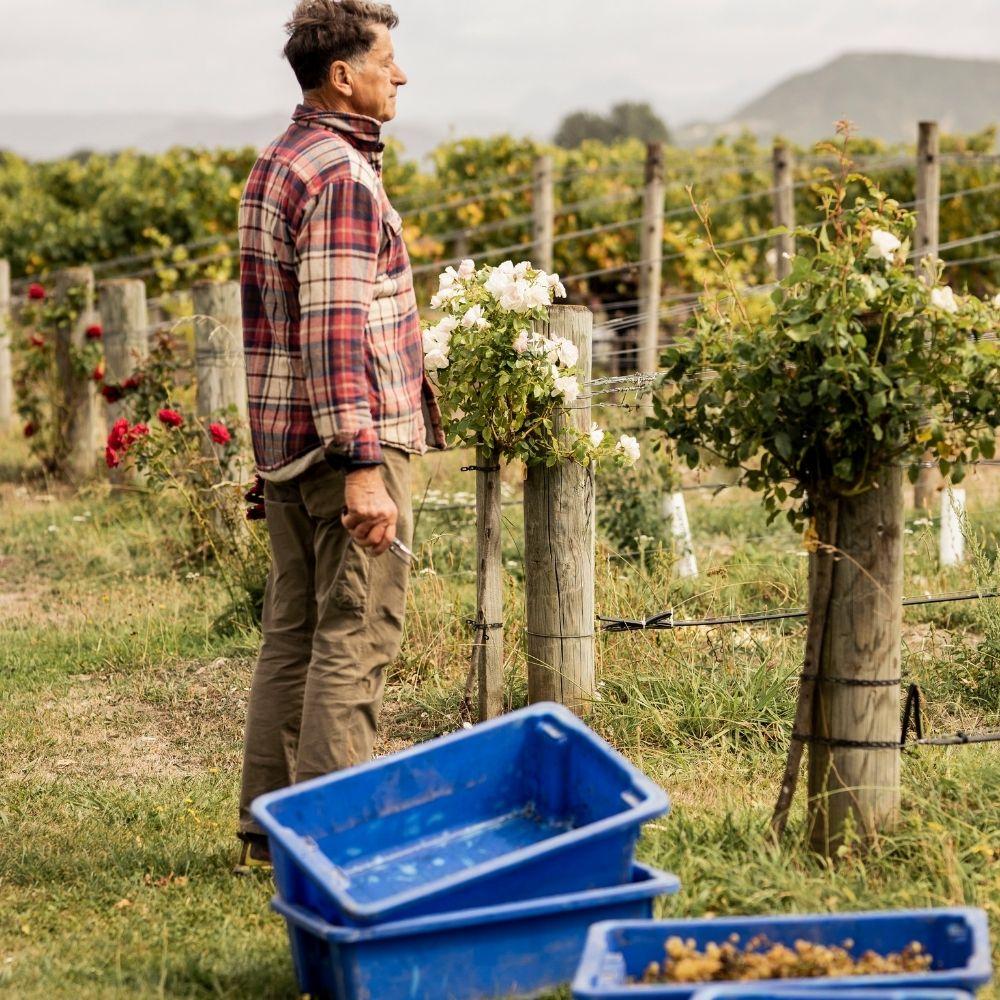 Hans Herzog - Crushed Wines