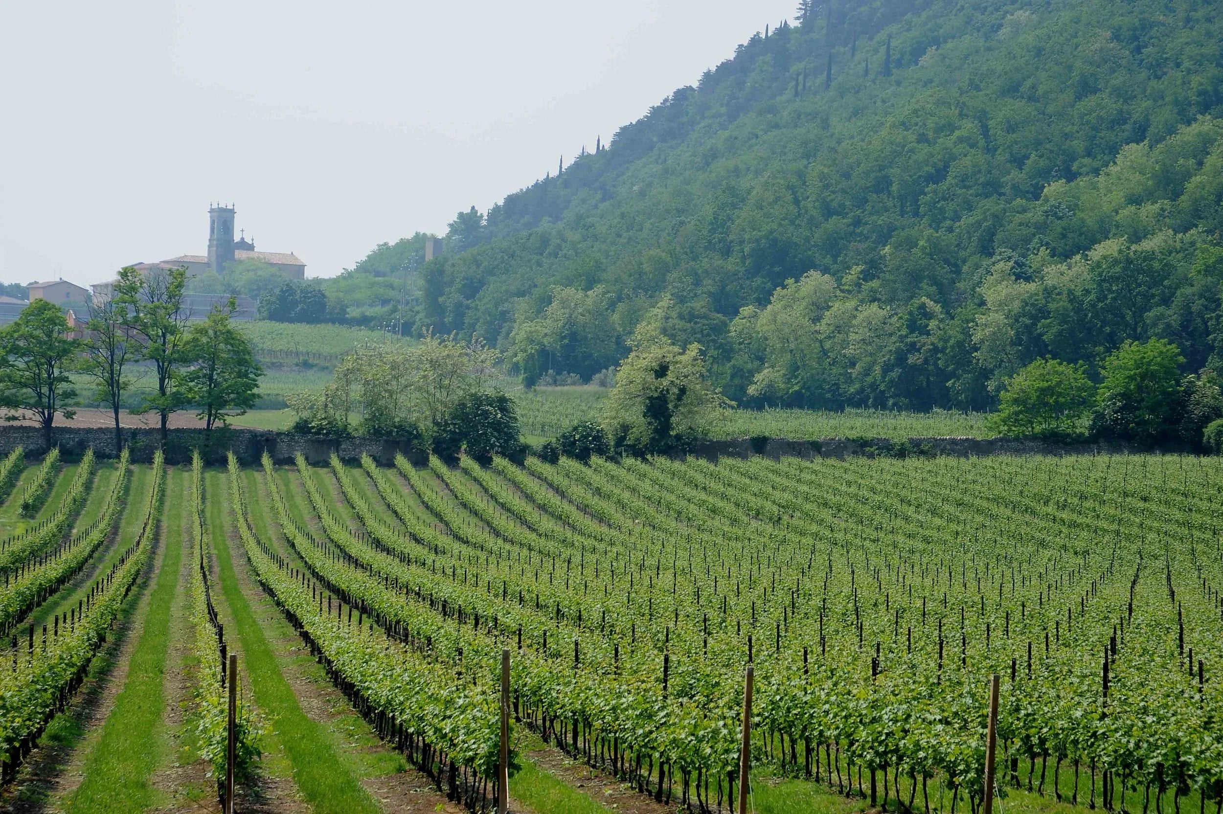 Le Fraghe - Crushed Wines