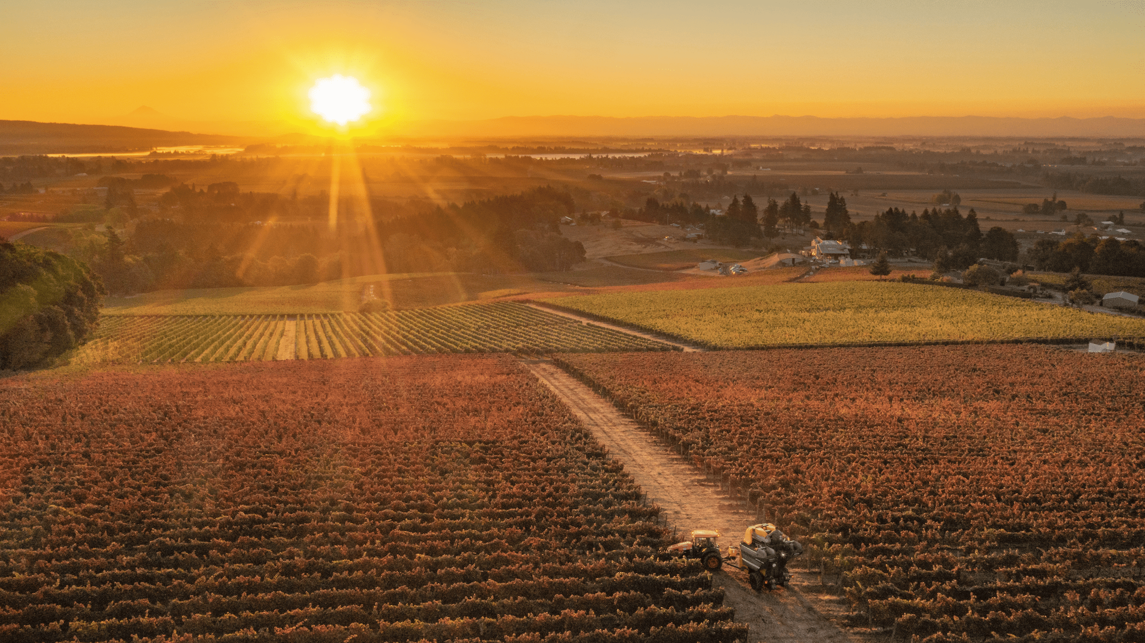 Sokol Blosser - Crushed Wines