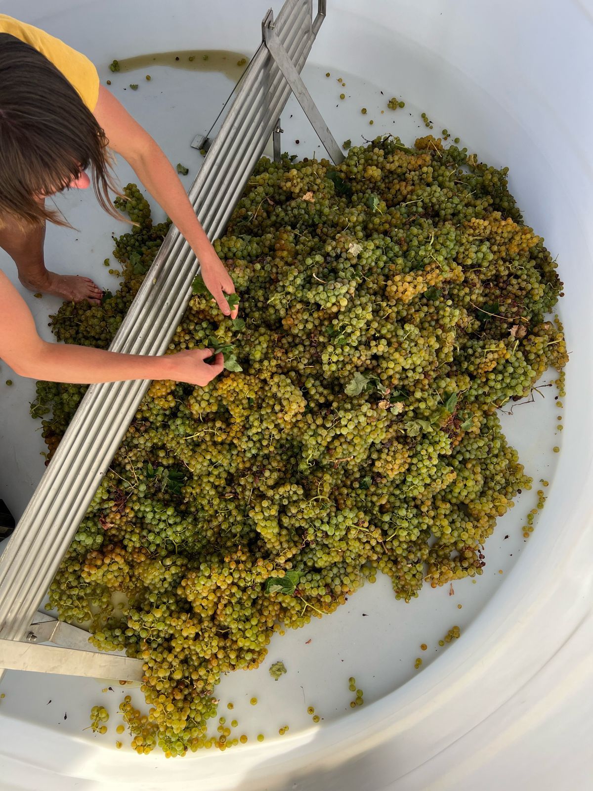 Vino pH - Crushed Wines